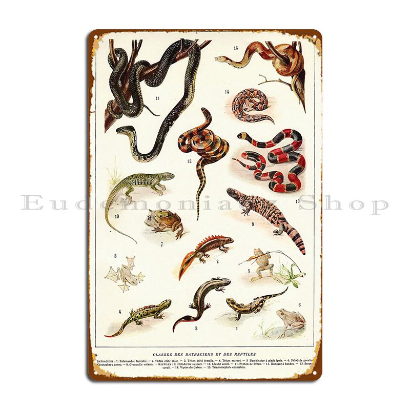 Home Cinema Wall Design - Adolphe Millot Batraciens Et Reptiles French